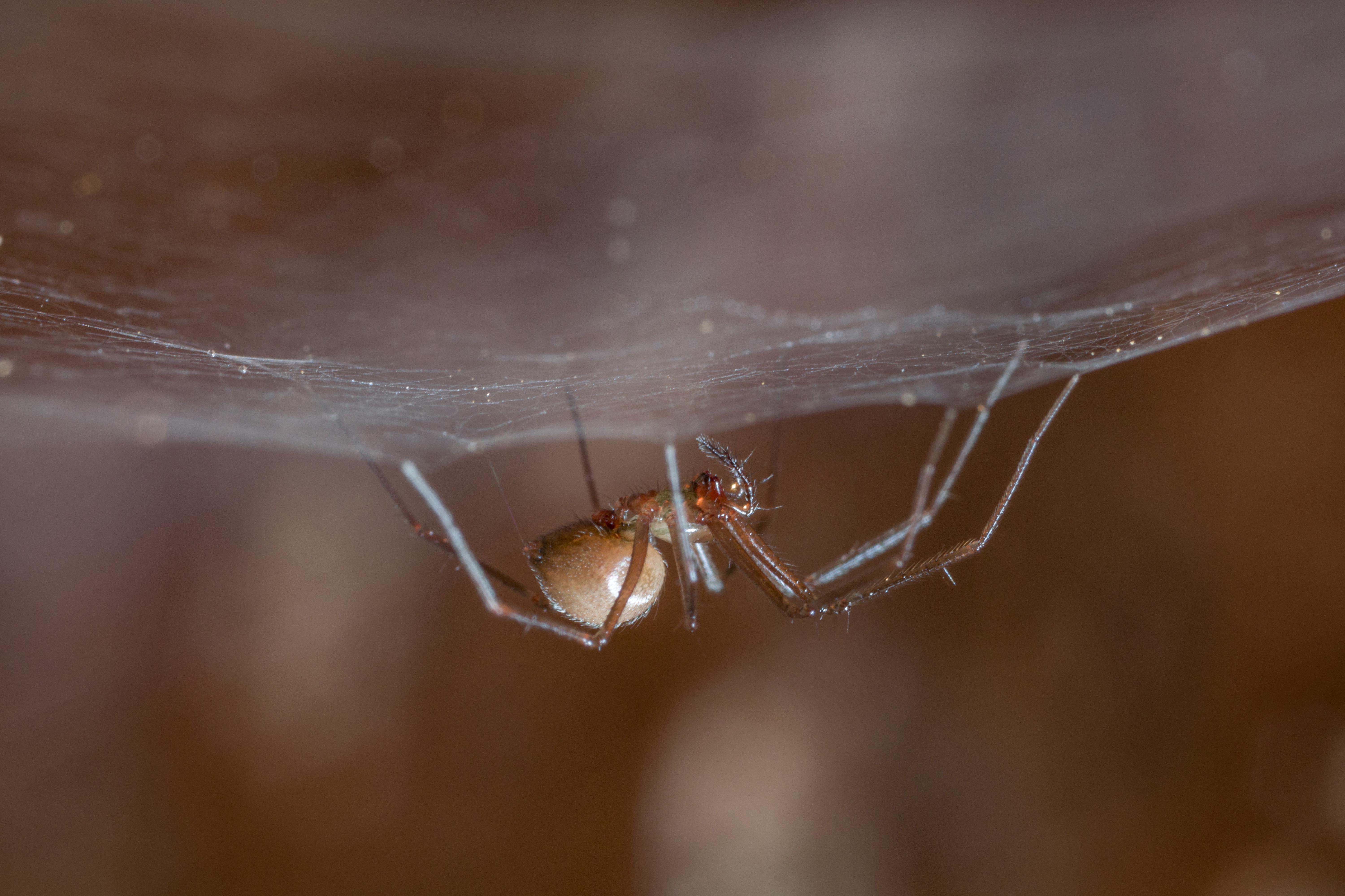 Species conservation profiles of the endemic spiders ...