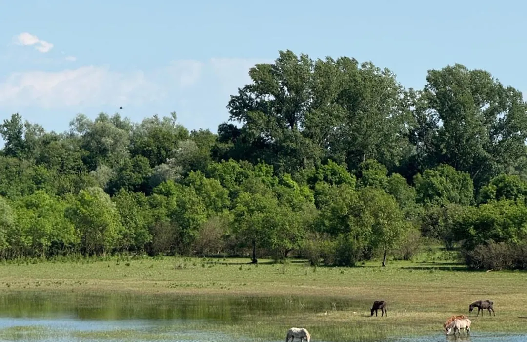 Lake Skadar Paradise-1