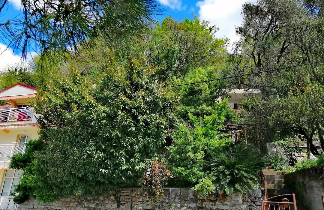 Olive Tree Apartments-1
