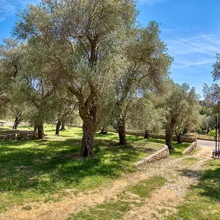 Stonehouse in Olives-3