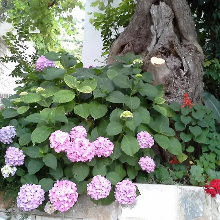 Apartmani Steni-3