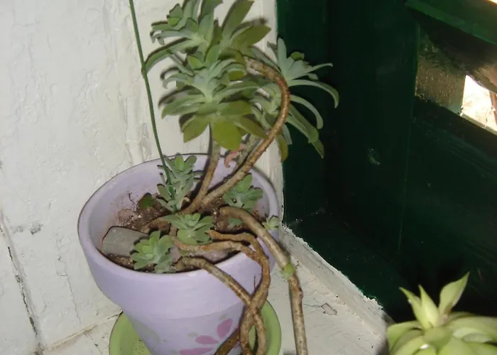 Tivat hotels near Church of Saint Sava